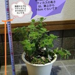 アロマティカス 薄黄色鉢植え