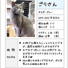 大きなグレーの子❗️人間大好きゴリさん - 里親募集