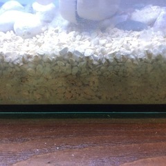 熱帯魚水槽一式0円今日引き取り限定の画像
