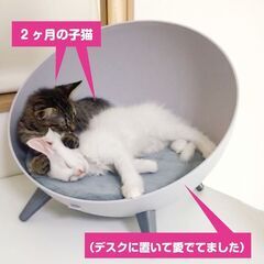 猫ベッド ペット ベッド ドーム型 ハウス   半球型 脚つき おしゃれ かわいい の画像