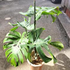 🌿④鉢（7号）付きモンステラ 12/9時点の状態の画像