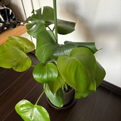 決まりました🪴