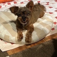 急募！チワプー5歳オス！里親探し再開します！ - 犬
