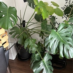 観葉植物　　モンステラ　