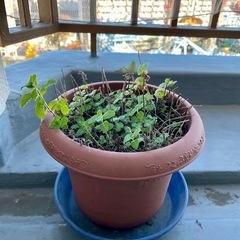 ミント　鉢　観葉植物　