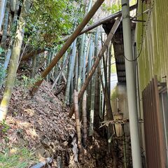 大きな竹差し上げますの画像
