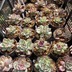 ランキングキーワードに紐づく投稿画像-多肉植物
