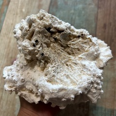 飾りサンゴ　海水魚　　珊瑚　水槽の画像