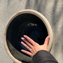 睡蓮鉢　直径約30cmの画像