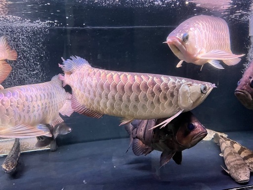 アロワナ　古代魚　水槽　　