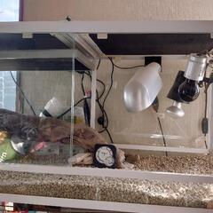 爬虫類ゲージの画像