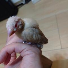 文鳥4