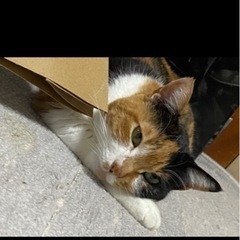 三毛猫 ︎︎ ♀ 推定3歳