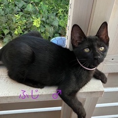 生後5ヶ月の黒猫兄弟★（代理投稿）