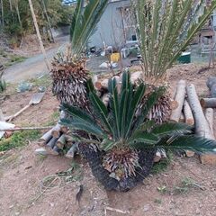 ソテツ3又の画像