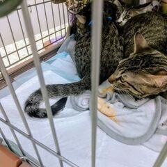 キジ白 小柄な女の子 しっぽ長めです - 名古屋市