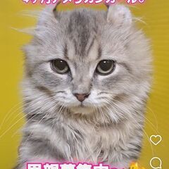 里親募集中！生後４か月アメリカンカール♂(⋈◍＞◡＜◍)。✧♡