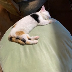 里親様決定❣️三毛猫ソナちゃん