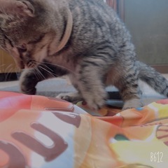 里親募集🐈　キジトラ　たろ　男の子　約３ヶ月半　兄弟 − 三重県