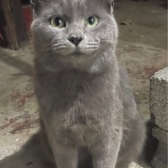 【里親決定】若い仲良し親子猫です。