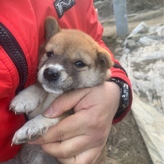 【交渉中】10月末生まれメス　柴犬75%かわいい