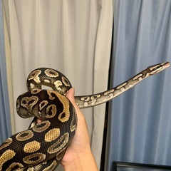 ボールパイソン里親募集