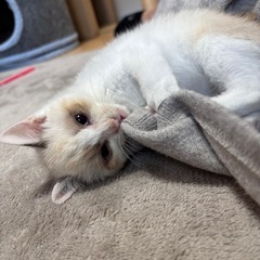 🎄🐾かわいいパンナちゃん🎄🐾お話し中です - 上益城郡