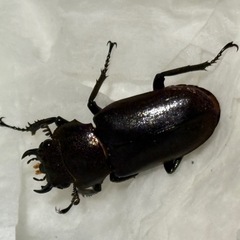メタリフェルホソアカクワガタ　♀単品