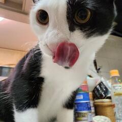 ニケ君のみの応募可　落ち着いた癒し系猫ニケ君　推定9か月 - 猫