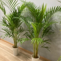 観葉植物✨アレカヤシ✨