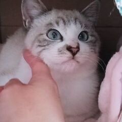 ★幸せの里を★【推定4、5ヶ月】シャムミックスの子猫