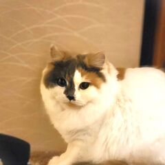 in春日井市☆本年最終！保護猫をオウチに迎えよう☆2024年12...