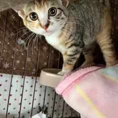 里親様決定❣️かわいい三毛猫みかん🍊美形でゴロスリ