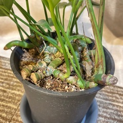 ラフィドフォラ　デクルシバ　ドラゴンテール　エピプレナム　ピナータム　観葉植物の画像