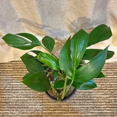 ラフィドフォラ　デクルシバ　ドラゴンテール　エピプレナム　ピナータム　観葉植物の画像