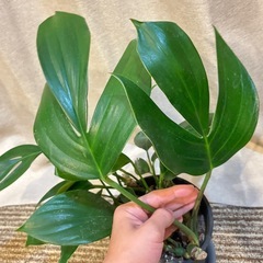 ラフィドフォラ　デクルシバ　ドラゴンテール　エピプレナム　ピナータム　観葉植物の画像