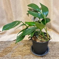 ラフィドフォラ　デクルシバ　ドラゴンテール　エピプレナム　ピナータム　観葉植物の画像