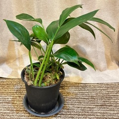 ラフィドフォラ　デクルシバ　ドラゴンテール　エピプレナム　ピナータム　観葉植物の画像