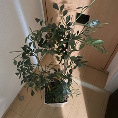 観葉植物(フェイクグリーン)の画像