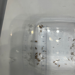 ヨーロッパイエコオロギ 爬虫類　熱帯魚　餌の画像
