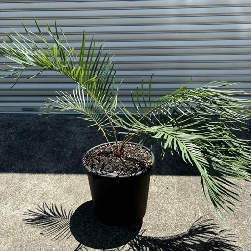 サイカス カイルンシアナ 　Cycas cairnsiana