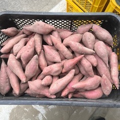 鳴門金時里むすめ