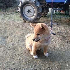可愛いがってくださる方にお譲りします