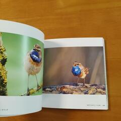 世界のかわいい小鳥 [ 写真集 ]の画像