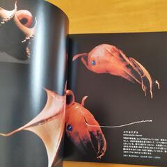 深海世界 [写真集 ]の画像