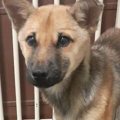 🐶生後5カ月ぐらい・たけくん🐶