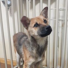 🐶生後5カ月ぐらい・たけくん🐶 - 東海市