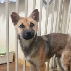 🐶生後5カ月ぐらい・たけくん🐶 - 犬