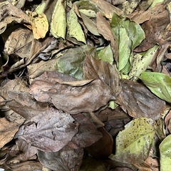 柿の葉　300枚以上　メダカの越冬　抗菌
の画像