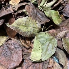 柿の葉　300枚以上　メダカの越冬　抗菌
の画像